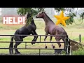 Download Lagu Rising Teije Rein | Arm gebroken | Ik heb je hulp nodig! | Friese paarden
