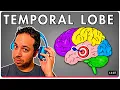 Temporal Lobe Explained Memory Language More