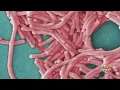 Baltimore Harbor Tunnel Toll Automated As Health s Test For Legionellosis After 2 Employees