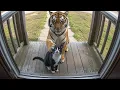 Download Lagu When Your Pet Brings Home a Friend