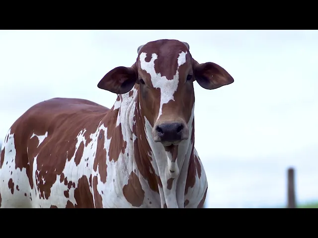 Garrote Nelore MLR - 377