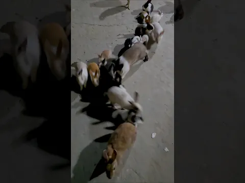 الأرانب في البيت #تربية_الأرانب #الأرانب