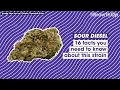 16 facts you need to know about Sour Diesel Strain Facts