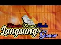 Download Lagu SUARA cuitan kenari ini DIJAMIN kenari Anda Langsung Ngamuk dan IKUT GACOR
