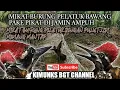 Lagu MIKAT BURUNG PELATUK BAWANG PAKE PIKAT DI JAMIN AMPUH