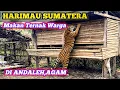 Lagu Harimau Sumatera Memangsa Lima Ekor Ternak di Andaleh Kab Agam