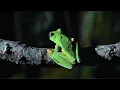 Download Lagu Best Of Frogs | Top 5 | BBC Earth
