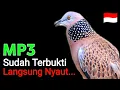 Download Lagu Suara Burung Derkuku Gacor Cocok Untuk Pancingan Dan Pikat Tekukur
