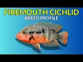 Firemouth Cichlid Care Guide Tank Setup Feeding Breeding Lifespan