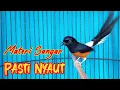 Download Lagu PANCINGAN MURAI BATU GACOR FULL ISIAN, SEKALI DENGAR AMPUH MURAI EMOSI BONGKAR ISIAN PANJANG