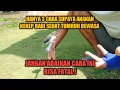Download Lagu CARA MERAWAT ANAKAN KEKEP BABI SUPAYA SEHAT