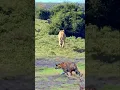 Download Lagu Jejak Mangsa di Antara Singa dan Harimau #animals #shorts