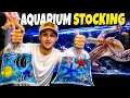 Stocking My OCTOPUS AQUARIUM With REEF FISH and INVERTEBRATES