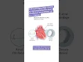 Left Atrial Appendage Closure or Anticoagulation for Atrial Fibrillation CHAMPION-AF