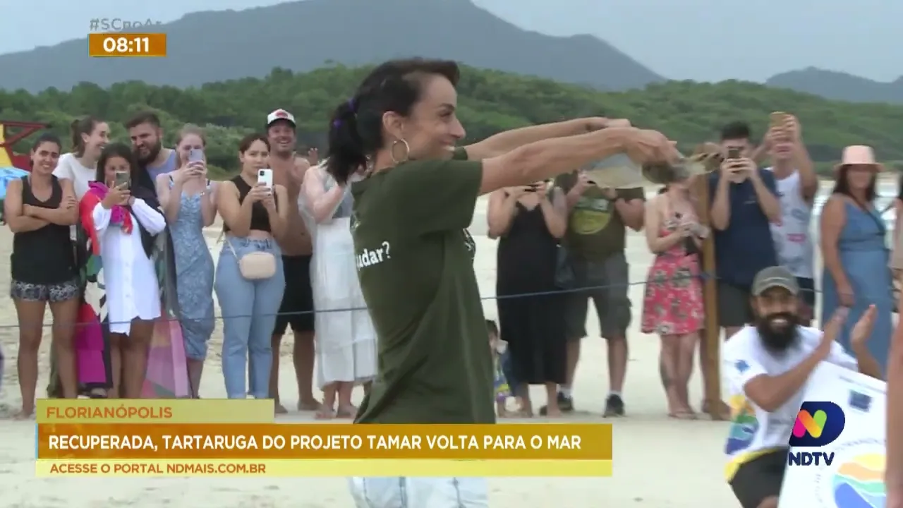 Acompanhe a soltura da tartaruga-verde na praia da Barra da Lagoa, em Florianópolis