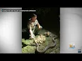 Pythons With Nearly 100 Eggs Found At Big Cypress National Preserve