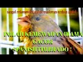 Download Lagu Kenari spanish timbrado gacor irama mewah ala spanyol 👍