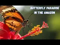 Amazon Butterfly Paradise 20 Type Beautiful Macro Nature Wildlife 4K