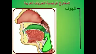 شرح سهل ودقيق لمخرج حرف الراء د أيمن سويد 