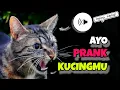 Download Lagu AUTO LARI ..!!! SUARA KUCING BERANTEM DAN MARAH ini bisa membuat kucingmu ketar ketir ! berani coba