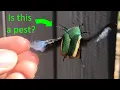 Prevent and Manage Green Fruit Beetles