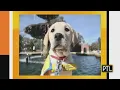 Pupdate Introducing The STEP At Pitt Puppies