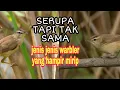 Lagu Jenis warbler yang hampir mirip kerak basi alis hitam