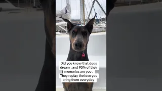 #fyp #dream #doberman #pets #vlog