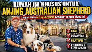 Grebek Rumahnya Roca Australian Shepherd. Sifat, Perawatan, Pelatihan, Kelebihan & Kekurangan