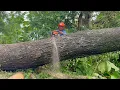 High Risk! Felling dangerous slippery tree!