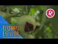 A que se debe que los tomates tengan el culo negro El campo es vida
