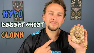 The Best Project in Ball Pythons