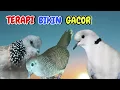 Download Lagu Perkutut Lokal Gacor Vs Tekukur Gayer Vs Puter Pelung M3n4ng1s
