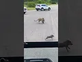 Lagu Macan tutul rakus menginginkan 2 bayi babi hutan 🥺