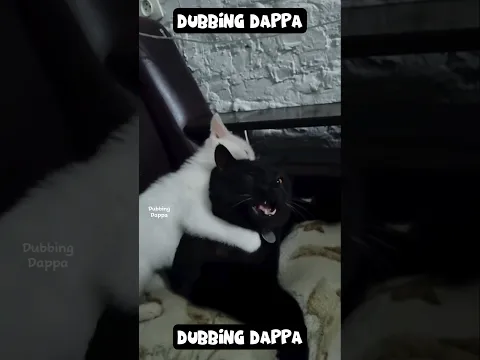 Kareees ku vandha sothanai 🤣 #funny #cat #shorts #dog #shortsfeed #animals #dubbingdappa #pets #cats