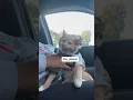 Download Lagu Seven got his pup cup in a flash this time around 🧡 #cats #seventheorangecat #pupcup #catlover