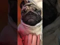 Pug Snoring