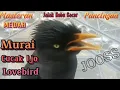 Download Lagu Masteran \u0026 Pancingan Kicauan Jalak Kebo Gacor Istimewa isian Murai Cucak Ijo Lovebird