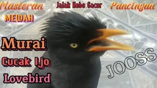 Download Masteran \u0026 Pancingan Kicauan Jalak Kebo Gacor Istimewa isian Murai Cucak Ijo Lovebird MP3