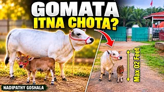Gomata Itni Chhoti? 😲 Sirf 2 Feet Ki Nadipathy Cow & Baby Calf | Nadipathy Goshala