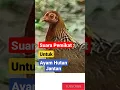 Download Lagu Suara Ayam Hutan Betina