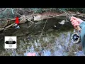 North Carolina Stocked some MONSTERS in this TINY Creek NC Delayed Harvest Trout Fishing