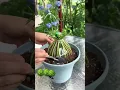 Download Lagu moss rose plant decoration ideas - how to take care of portulaca plants #gardenerslife