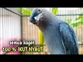 Download Lagu srigunting abu abu gacor DOR pancingan srigunting abu biar bunyi JADIKAN srigunting gacor NGAMUK