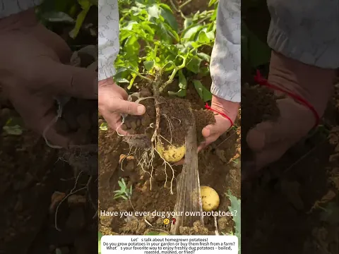 Harvesting Potatoes – Digging Up Gold from the Earth 🥔🧑🌾