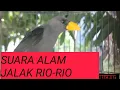 Download Lagu Suara jalak Rio-Rio asli alam// pancingan untuk jalak Rio-Rio bahan