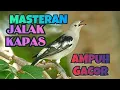 Lagu DOWNLOAD Suara burung JALAK KEMIRI super GACOR, suara burung kemiri gacor dan jernih