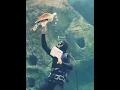 Download Lagu #Sea Life #Diver And #Tortoise is #Fight with Each other #Wonderful Moment in #Under #water.