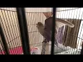 Download Lagu pancingan lovebird ngetik ngekek panjang sampe gacor fighter paud