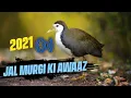 Download Lagu Jal Murgi Ki Awaaz 2021. Waterhen bird Call.